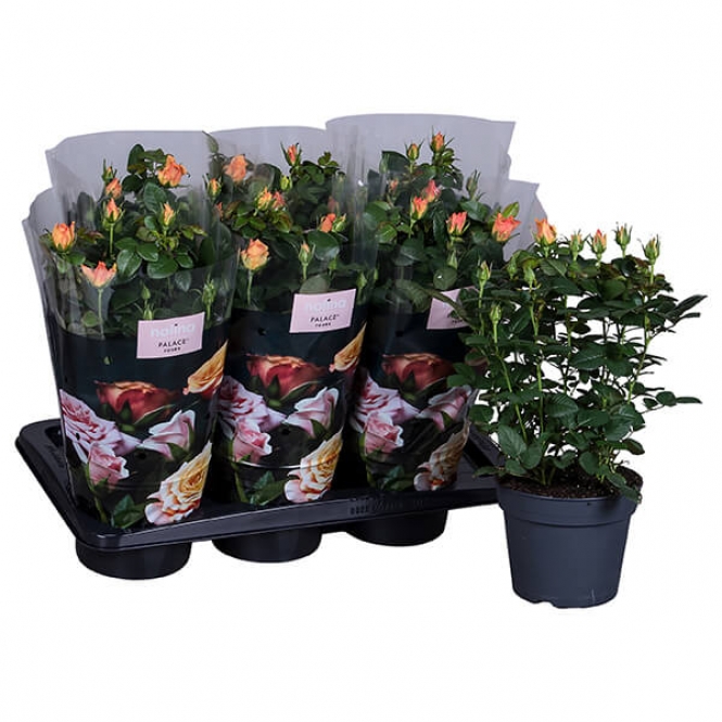optimized_munic-0-1-306-nolina-hoes-+plant.jpg