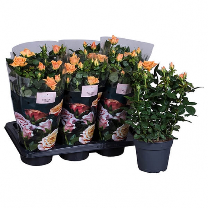 optimized_munic-1-2-306-nolina-hoes-+plant.jpg