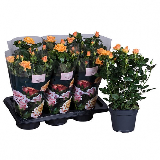 optimized_munic-2-3-306-nolina-hoes-+plant.jpg