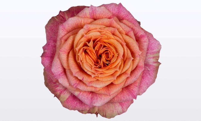 optimized_nolina-patiohit-lenora-bloem.jpg