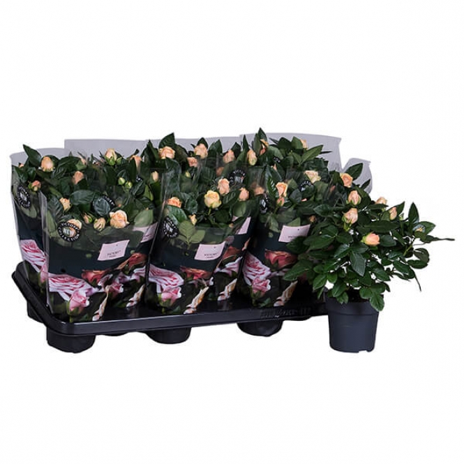 optimized_opal-01-412-nolina-hoes-+plant-1.jpg