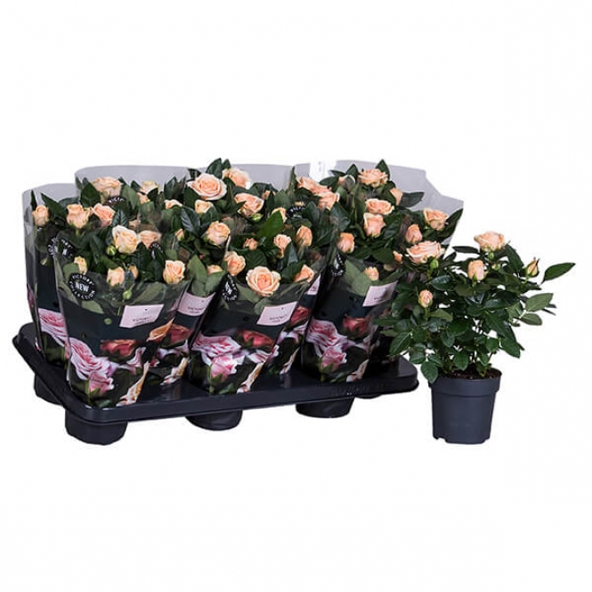 optimized_opal-12-412--nolina-hoes-+plant.jpg
