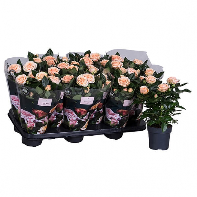 optimized_opal-23-412-nolina-hoes-+plant-1.jpg