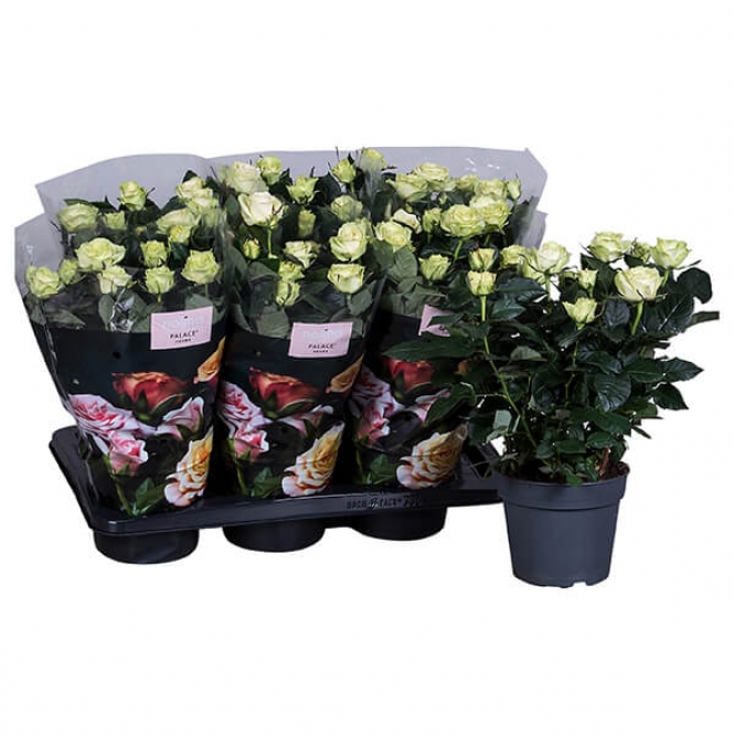 optimized_palace-honora--23-306-nolina-hoes-+plant.jpg