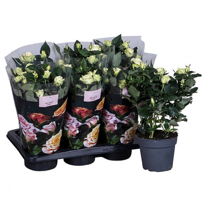 optimized_palace-honora-01-306-nolina-hoes-+plant.jpg