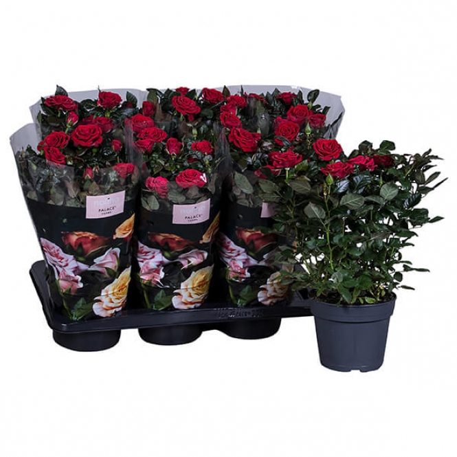 optimized_palace-isabel--23-306-nolina-hoes-+plant.jpg
