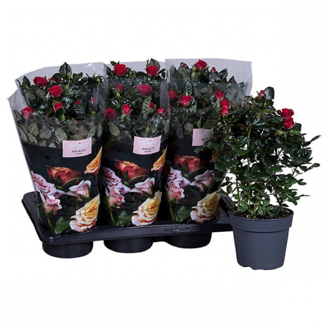 optimized_palace-isabel-01-306-nolina-hoes-+plant.jpg