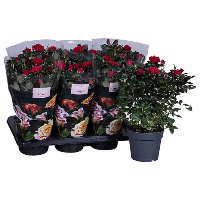optimized_palace-isabel-12-306-nolina-hoes-+plant.jpg