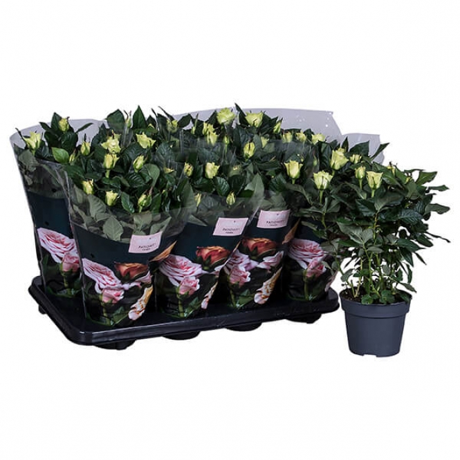 optimized_patio-honora-01-8-gts-+-plant.jpg