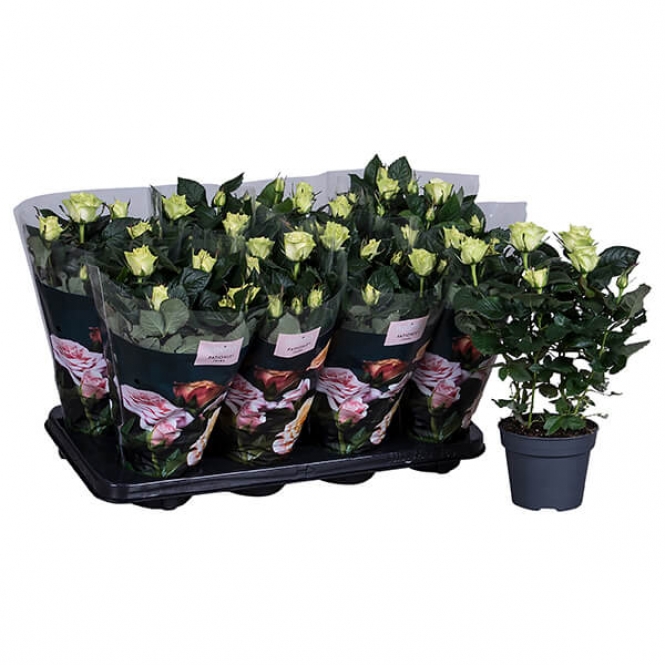 optimized_patio-honora-12-8-gts-+-plant.jpg