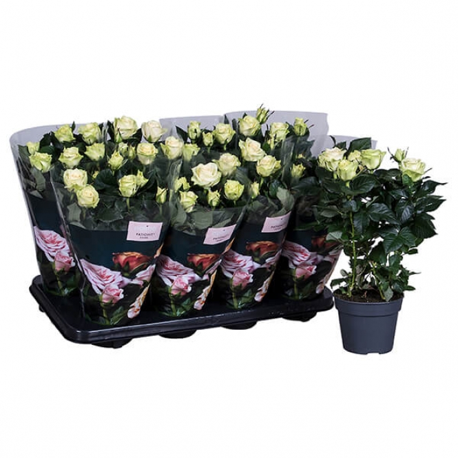 optimized_patio-honora-23-8-gts-+-plant.jpg