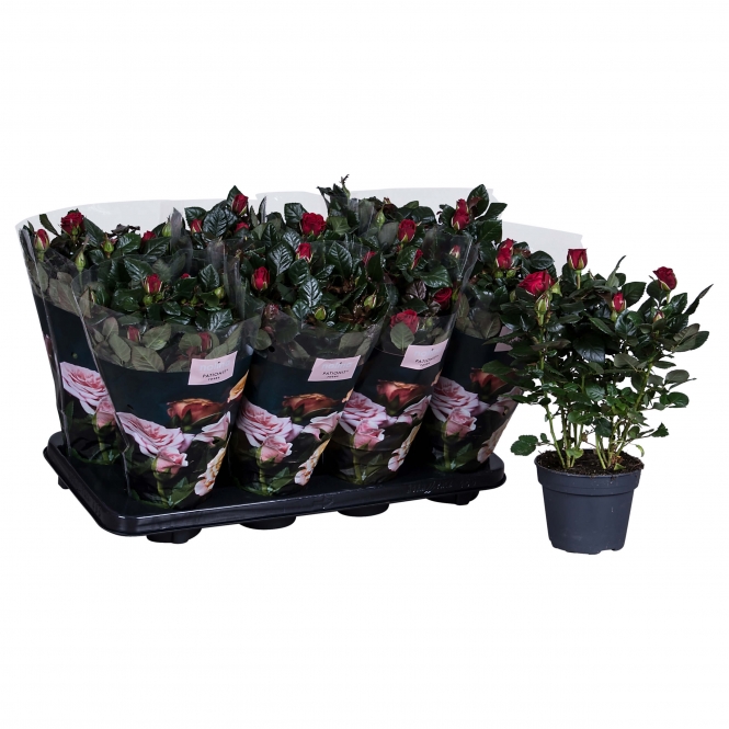 optimized_patio-isabel-01-8-gts-met-plant-1.jpg