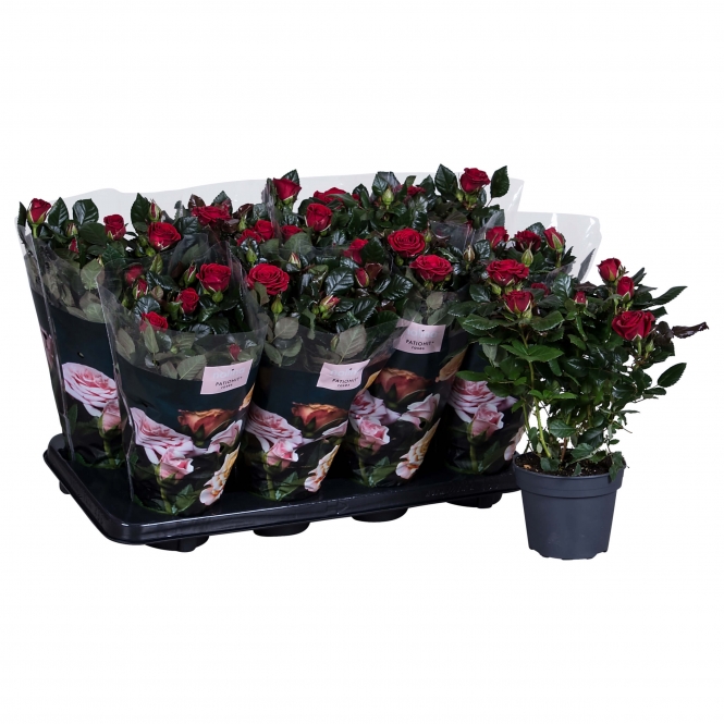optimized_patio-isabel-12-8--gts-met-plant-1.jpg