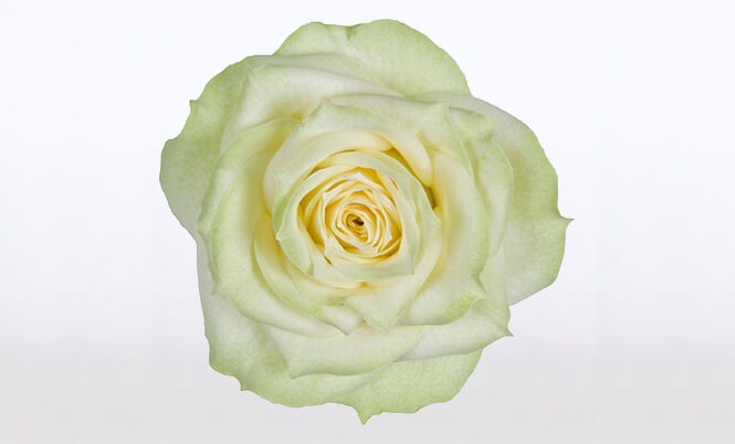 optimized_patiohit-honora-bloem.jpg