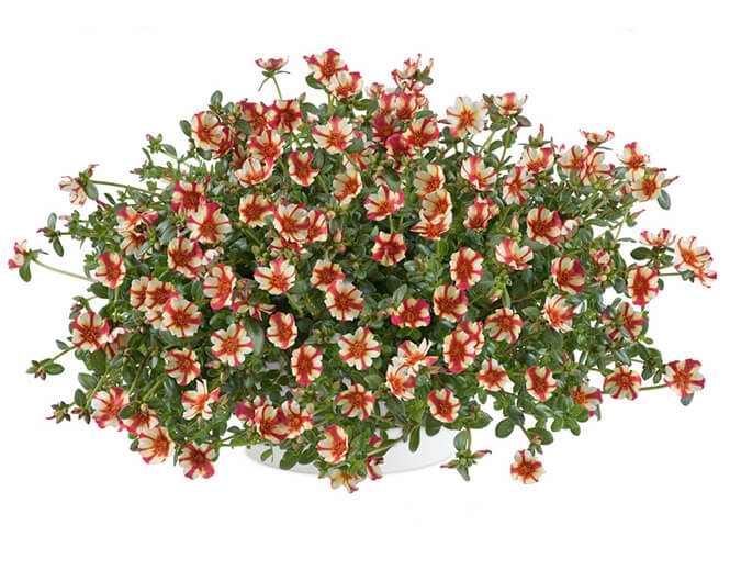 optimized_portulaca-campina-cherry-2.jpg