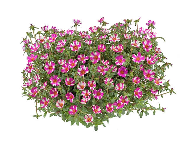 optimized_portulaca-campina-pitaya-6.jpg