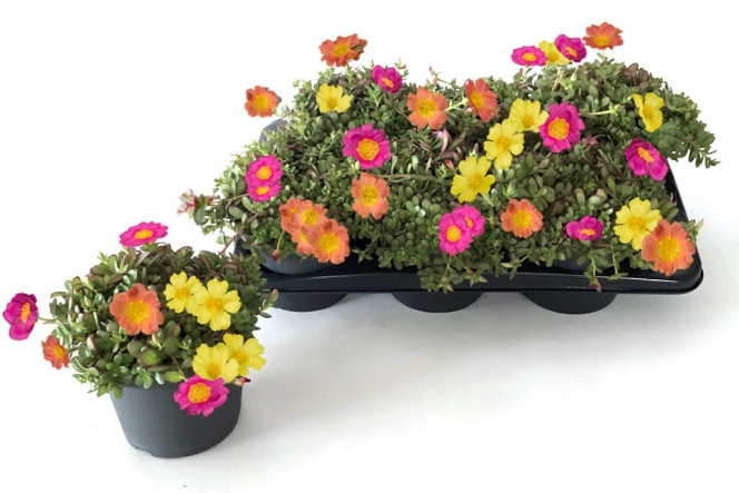 optimized_portulaca-carnaval-2.jpg