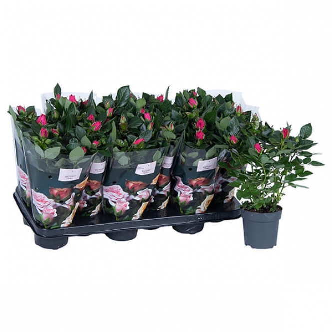 optimized_regina-0-1-412-nolina-hoes-+plant-2.jpg