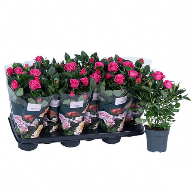 optimized_regina-1-2-412-nolina-hoes-+bloem.jpg