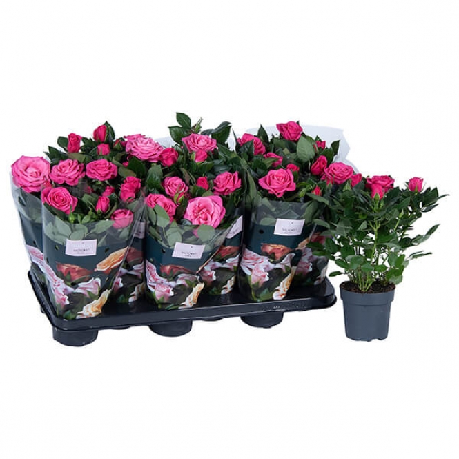 optimized_regina-2-3-412-nolina-hoes-+plant-3.jpg