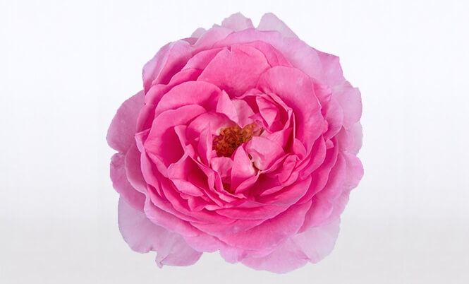 optimized_renaissance-ghita-bloem.jpg