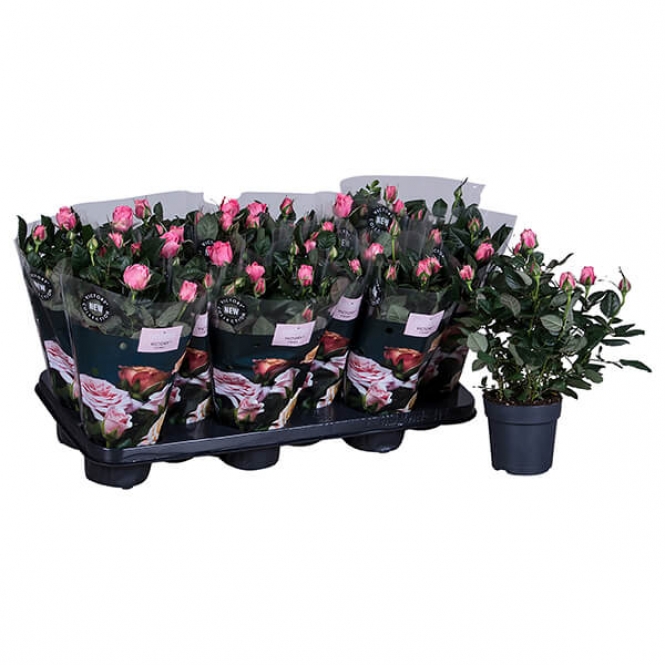 optimized_tiffany-0-1-412-+plant-1.jpg