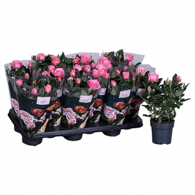 optimized_tiffany-1-2-412-+plant-1.jpg