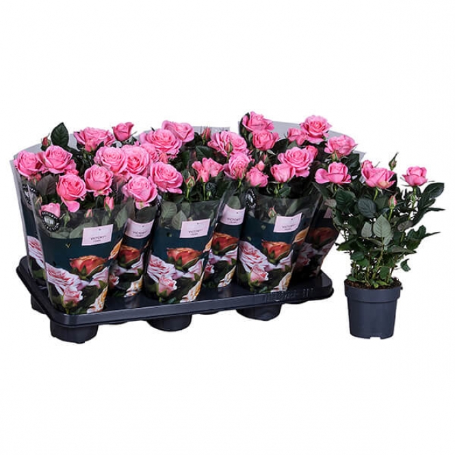 optimized_tiffany-2-3-412-+plant-1.jpg