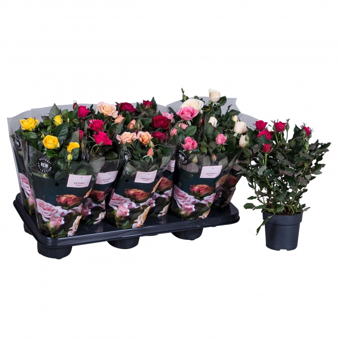 optimized_victory-1-2-412-nolina-hoes-+plant-1.jpg