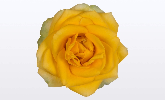 optimized_victory-elouise-bloem.jpg