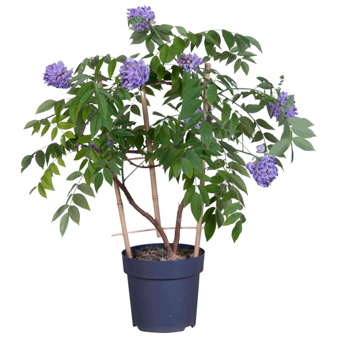 optimized_wisteria_15_2021.jpg