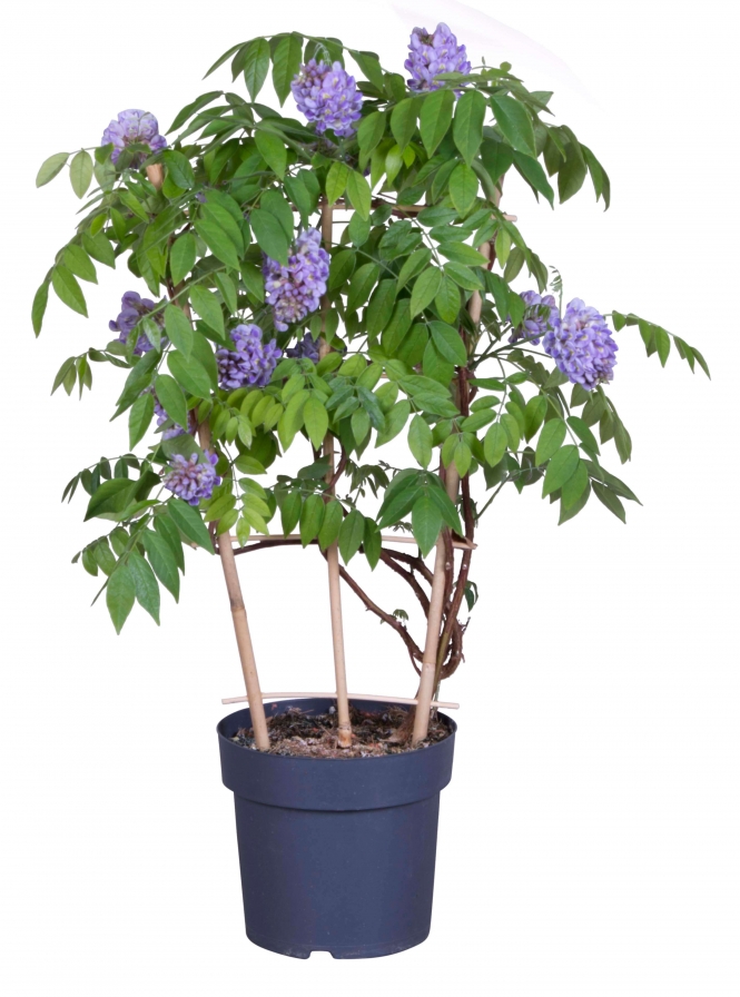 optimized_wisteria_19_2021.jpg
