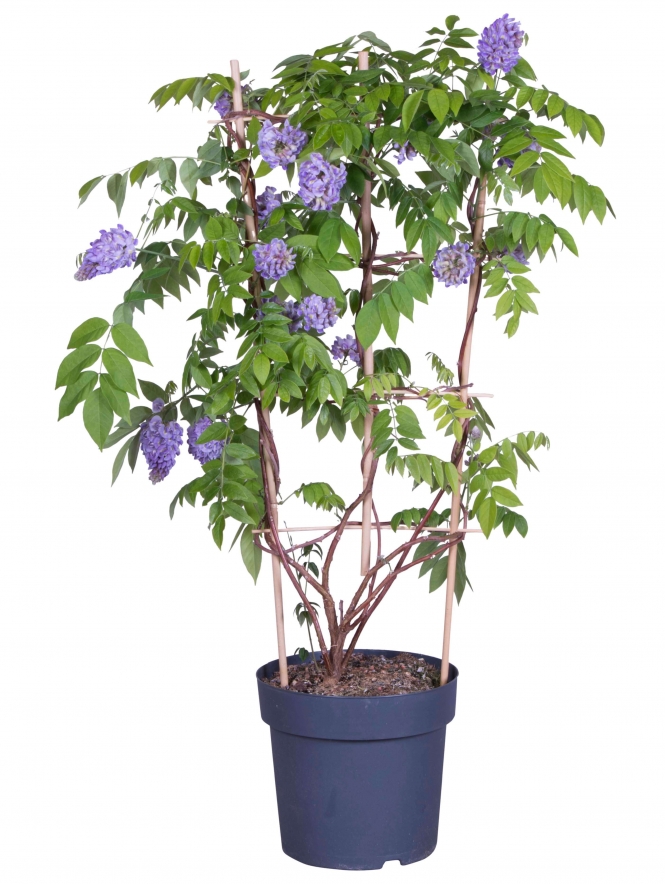 optimized_wisteria_24cm_2021.jpg
